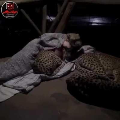 Man cuddles leopards and sleeps with them in the nature without fear