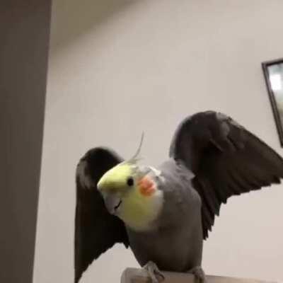 Archie might look like an eagle right now but he sounds like a chicken