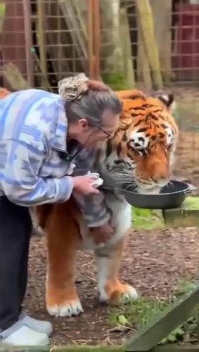 This Caretaker And Tiger, That Was Born Blind, Have Been Together For 20 Years