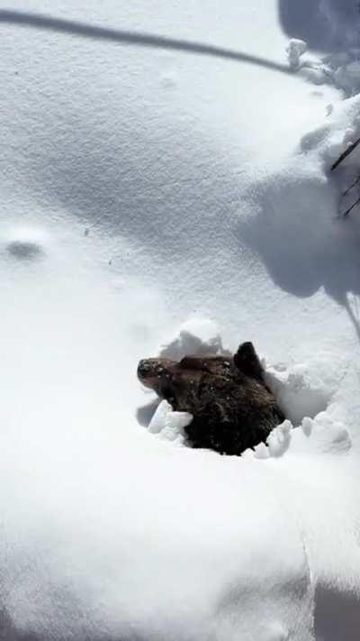 🔥 Massive grizzly digging their way out of their den after hibernation