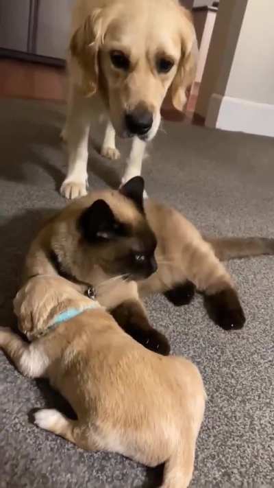 Apparently that's his baby from now on  