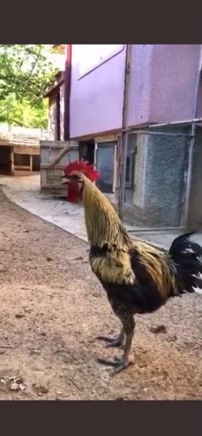 The grudge (Tool cover by Chicken)