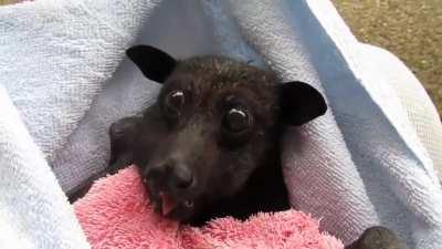 Black flying fox, rescued but released after a week