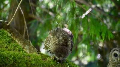barred owlet siblings screeching about to each other