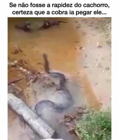 Se não fosse a rapidez do cachorro