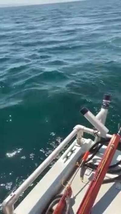 He thought it was just a basking shark..