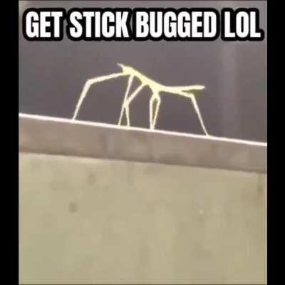 The Stick Bug Is The True Successor To Rick Astley