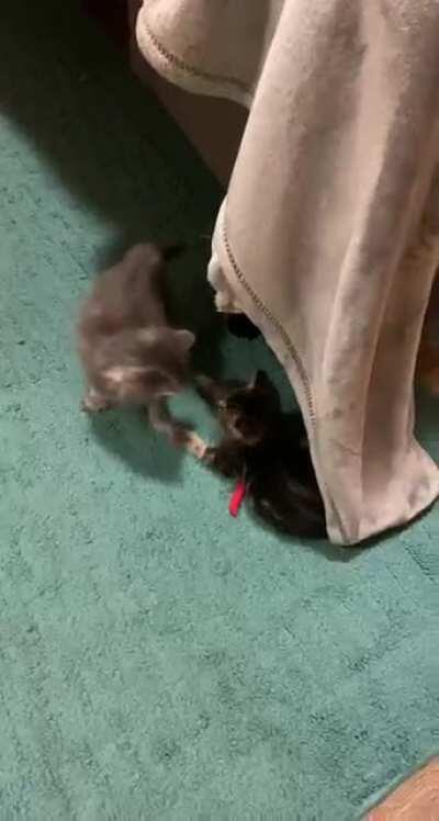 My sister’s foster kittens ♥️