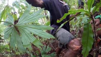 Researchers react to first-ever photos of the black-naped pheasant-pigeon