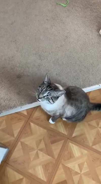 More Roger as requested - The lecture for daring to go to the dentist!