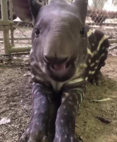 he monch (better with sound)