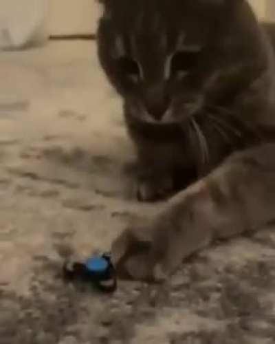 gatinho fidget spinner