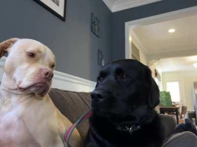 We had a guest puppet stay over with us this weekend. Can you tell that my dog was over it after day two?(OC)