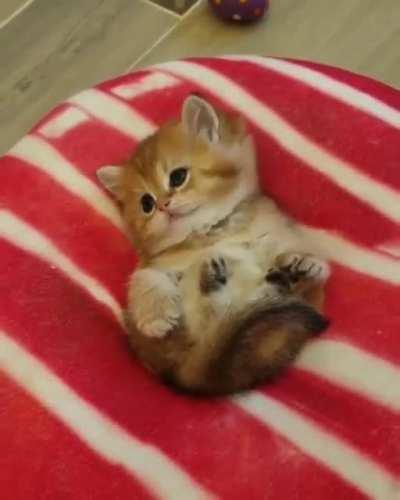 Adorable little sweetie pie