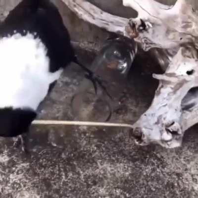 Crows are way too smart