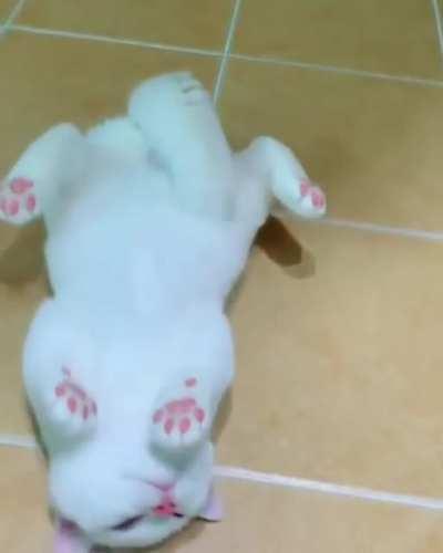 Pink nose and beans!