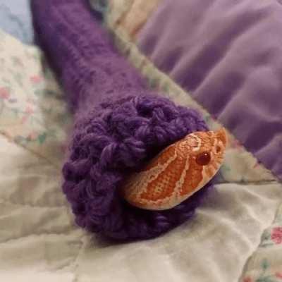 Little hog nose snek absolutely loves the new sweater.