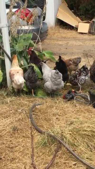 I really underestimated how destructive chickens were