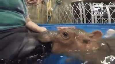 Baby Hippo attack!