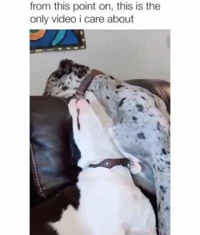 This is my favorite video on the internet