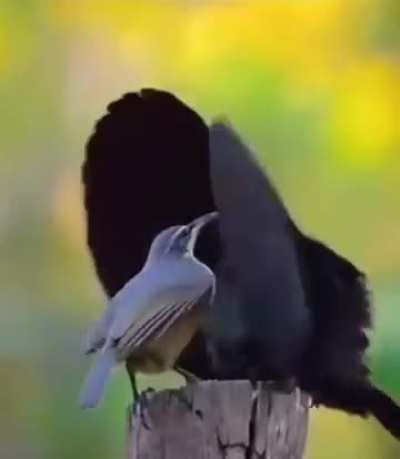 You wanna what?? Turn on the volume for max entertainment.