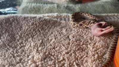 my hognose forgot how to function during his weekly meal (snake feeding)