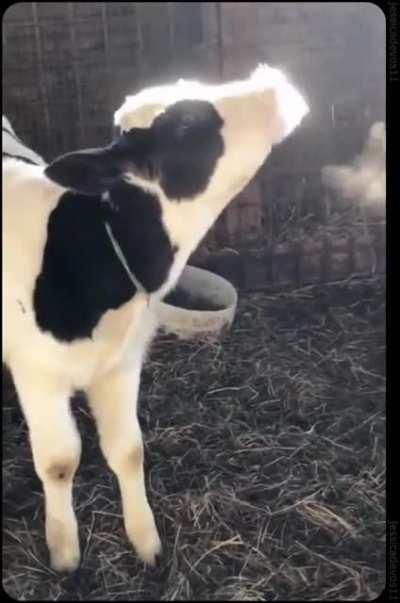 cow experimenting with condensation