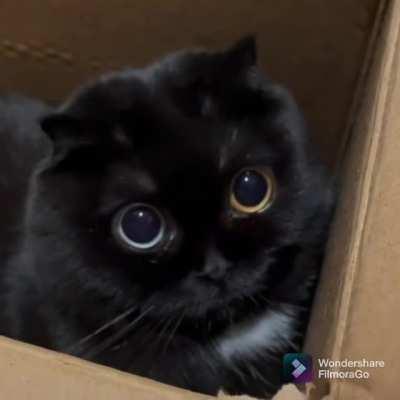 Supermassive black holes