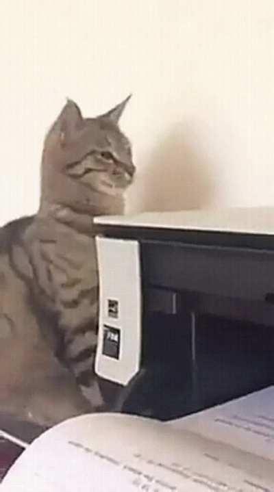 The connection cat to printer was a success.