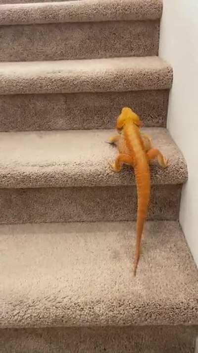 When I let him free roam downstairs he always lets me know when he wants to go back in his tank by going upstairs to it