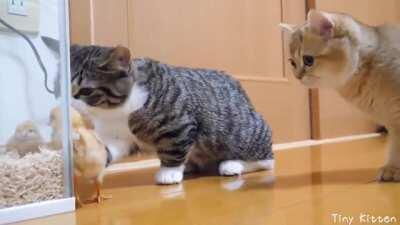 They're lovely creatures...