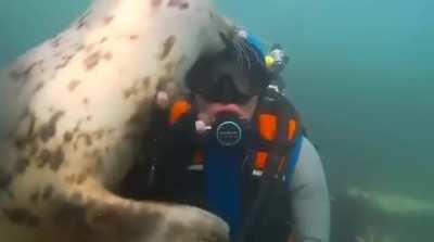 🔥 An affectionate seal checking out a scuba diver 🔥