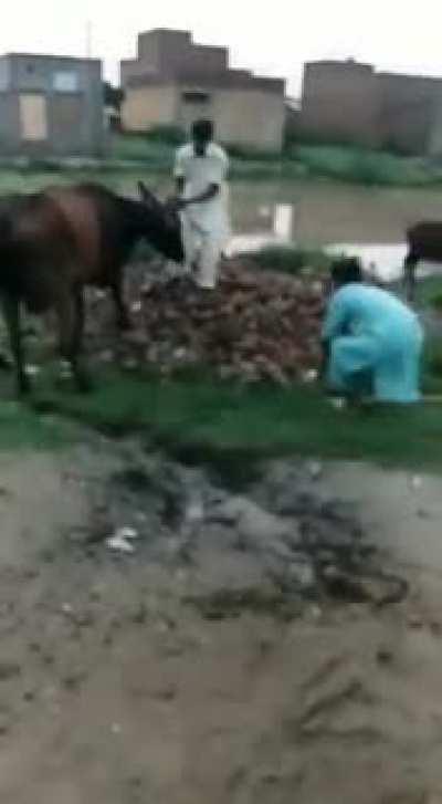 Cow used instead of water bot for racing