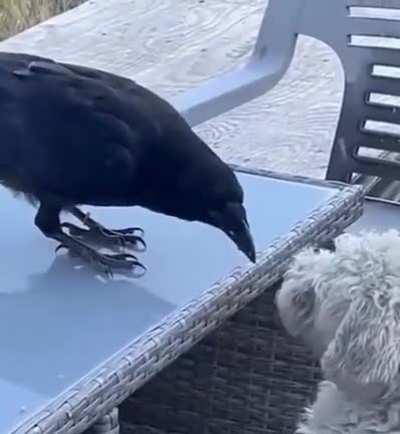 Crow dog and cat share the pate!