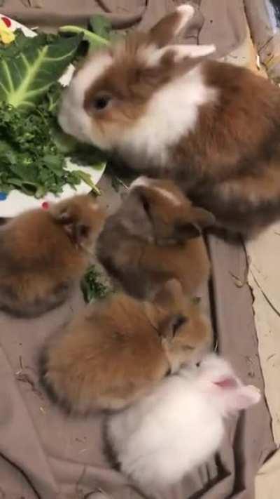 Couple of buns in lockup during mealtime with their warden