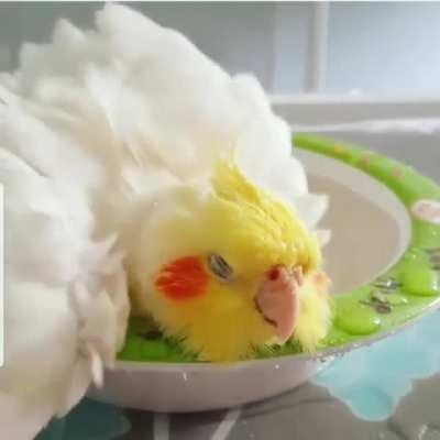 bathbirb