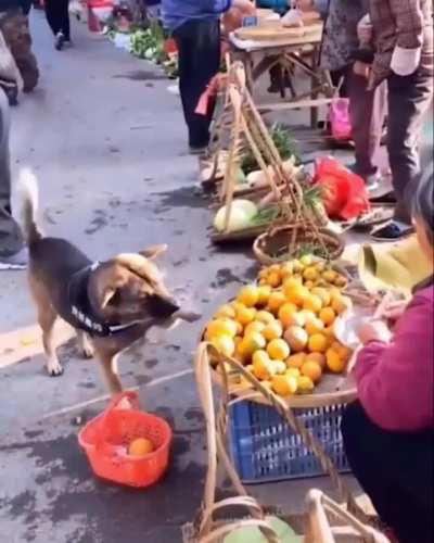 Lol I'm a dog, are you going to sue me?