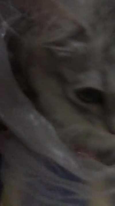 2 counts of murdering me with cuteness