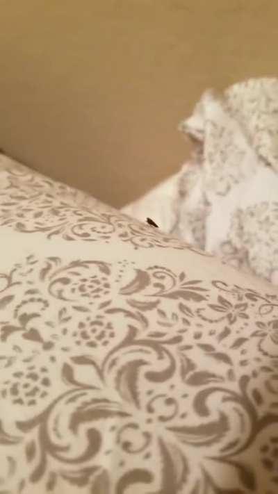 This bug was not having it