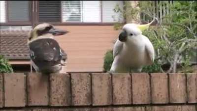 Cockatoo being a troll