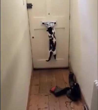 Kitty takes the job seriously