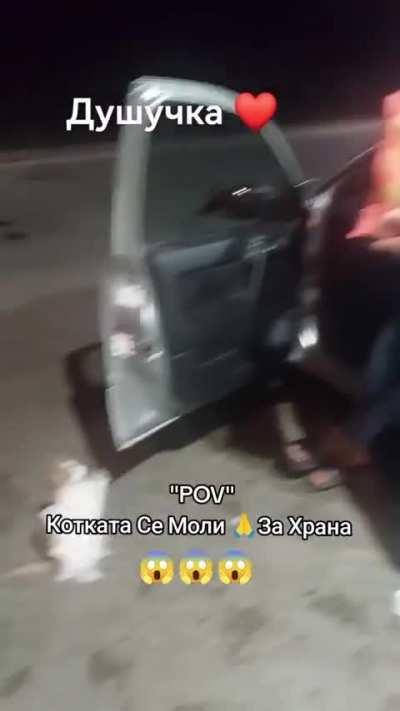 least civilized cat in bulgaria