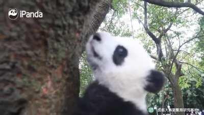 A panda a day keeps the sorrow away