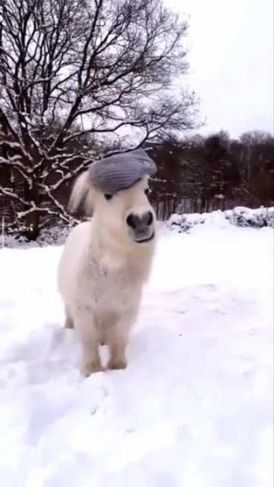 Pardon my dishevelled mane