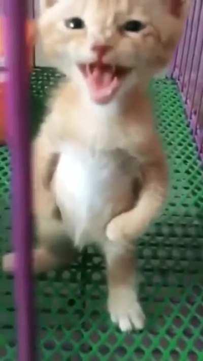 Gatinho fofinho em pose de macho alfa