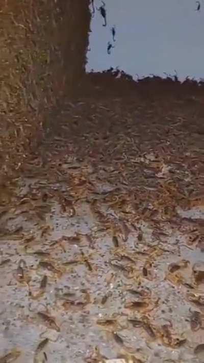 Someone found tons of Scorpions in a abandoned house !