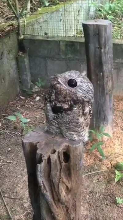 A Great Potoo and its creepy eyes
