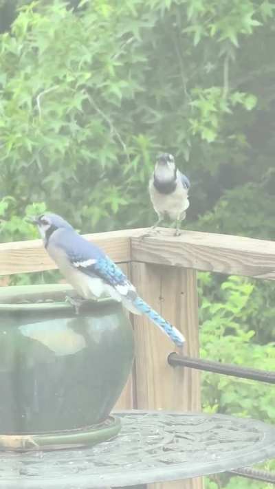 How I feel when I spot a new bird