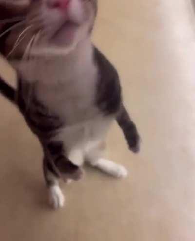 Raised by a Kangaroo or maybe a T.rex