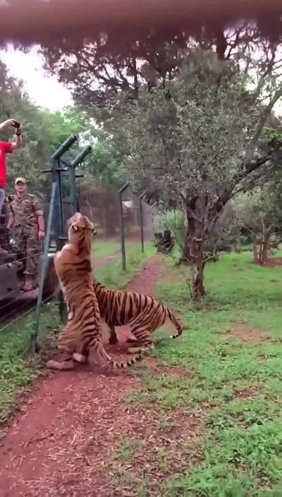 A tiger’s vertical jump